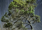 Tree trail